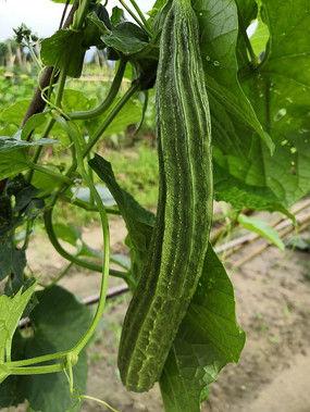 中国吃瓜花样视频,花样视频里的趣味人生