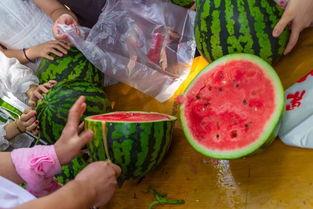 吃鱼吃瓜吃饭视频大全集,全方位美食视频大盘点