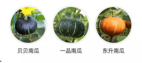 八卦吃瓜新说法视频,揭秘短视频时代的八卦文化现象