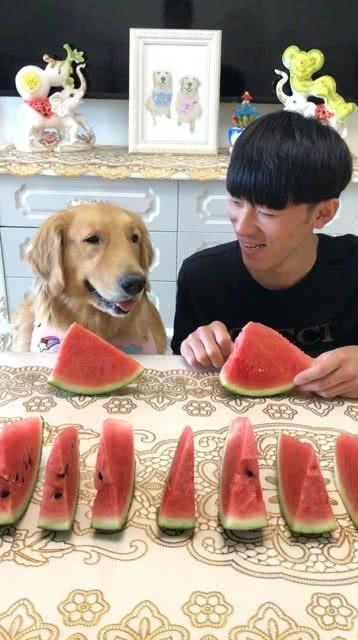 狗吃瓜大赛视频,狗狗吃瓜大赛趣味横生