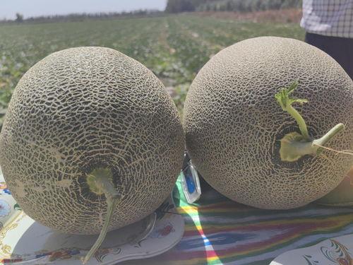 哈密吃哈密瓜视频,跟随镜头品味新疆哈密瓜的独特魅力