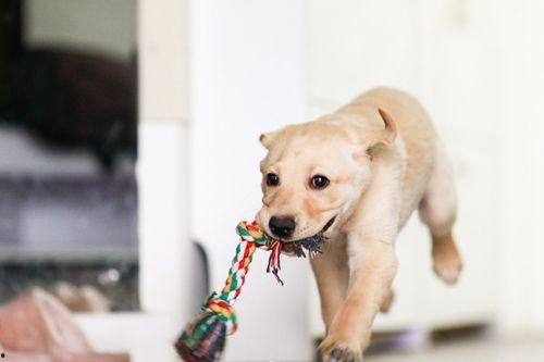内黄可爱狗吃瓜视频,萌态十足引网友热议