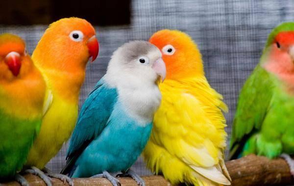 鹦鹉可以吃甜蜜瓜吗视频