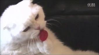 带你吃瓜搞笑视频喵星人