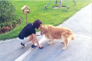 小狗吃瓜被噎住视频,温馨救援瞬间引网友热议