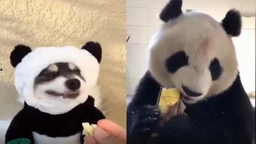 模仿熊猫吃瓜视频下载,跟随熊猫吃瓜，感受自然趣味