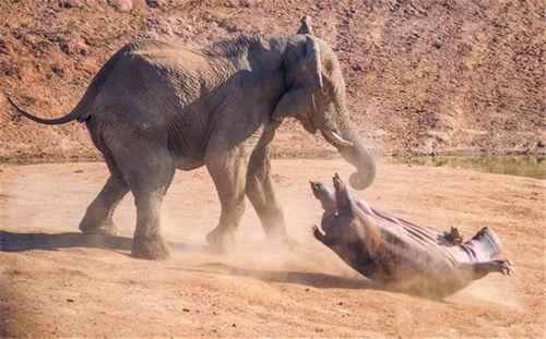 大象vs河马吃瓜视频