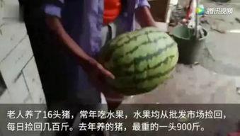 最近有哪些吃瓜视频,笑料百出，揭秘娱乐圈幕后故事