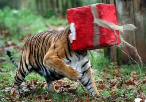 非洲虎吃瓜视频,西瓜大餐大揭秘