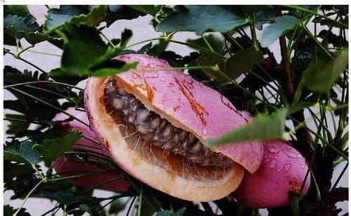 狗狗喜欢吃八月瓜吗视频,美味诱惑引众宠狂欢