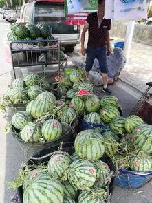 阿勒泰吃瓜事件视频最新